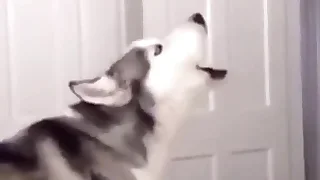 Furry Gay XXX 3